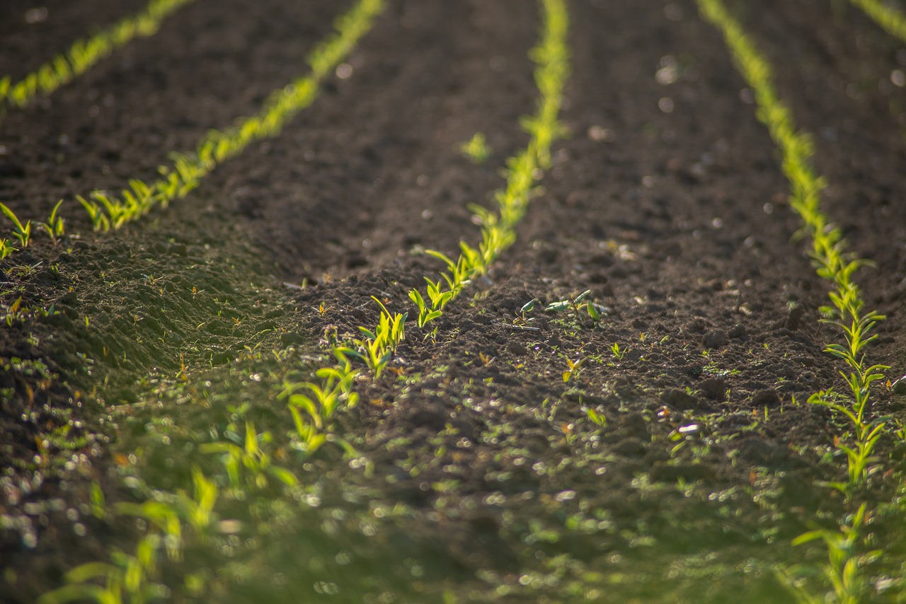 field, cultivation, plants, grass, meadow, landscape, flora, nature, rural, agriculture, arable, plantation, arable land, farm, farmland, closeup, agriculture, agriculture, agriculture, agriculture, agriculture, plantation, farm, farmland